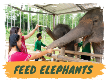 Elephant Sanctuary 1.30 hours - Feed & Shower + SIC Transfer - (Morning / Afternoon) — image 6
