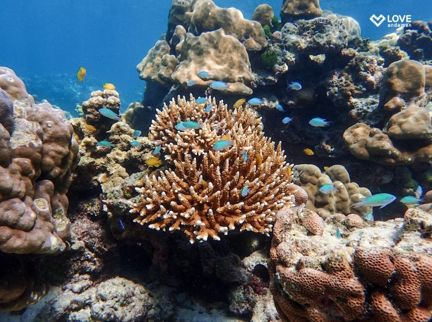 Surin Island (Speed Cantamaran) + Lunch + (National Park Fee) + SIC Transfer — image 5
