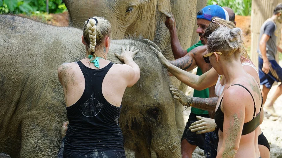 Elephant enjoying a mud spa experience on Samui Island