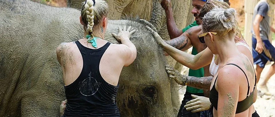 Elephant enjoying a mud spa experience on Samui Island