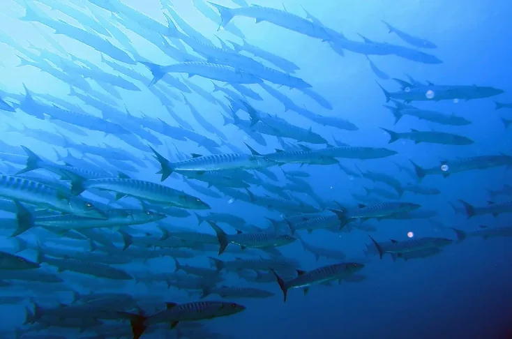 Similan Island (Speed Cantamaran) + Lunch + (National Park Fee) + SIC Transfer  — image 4