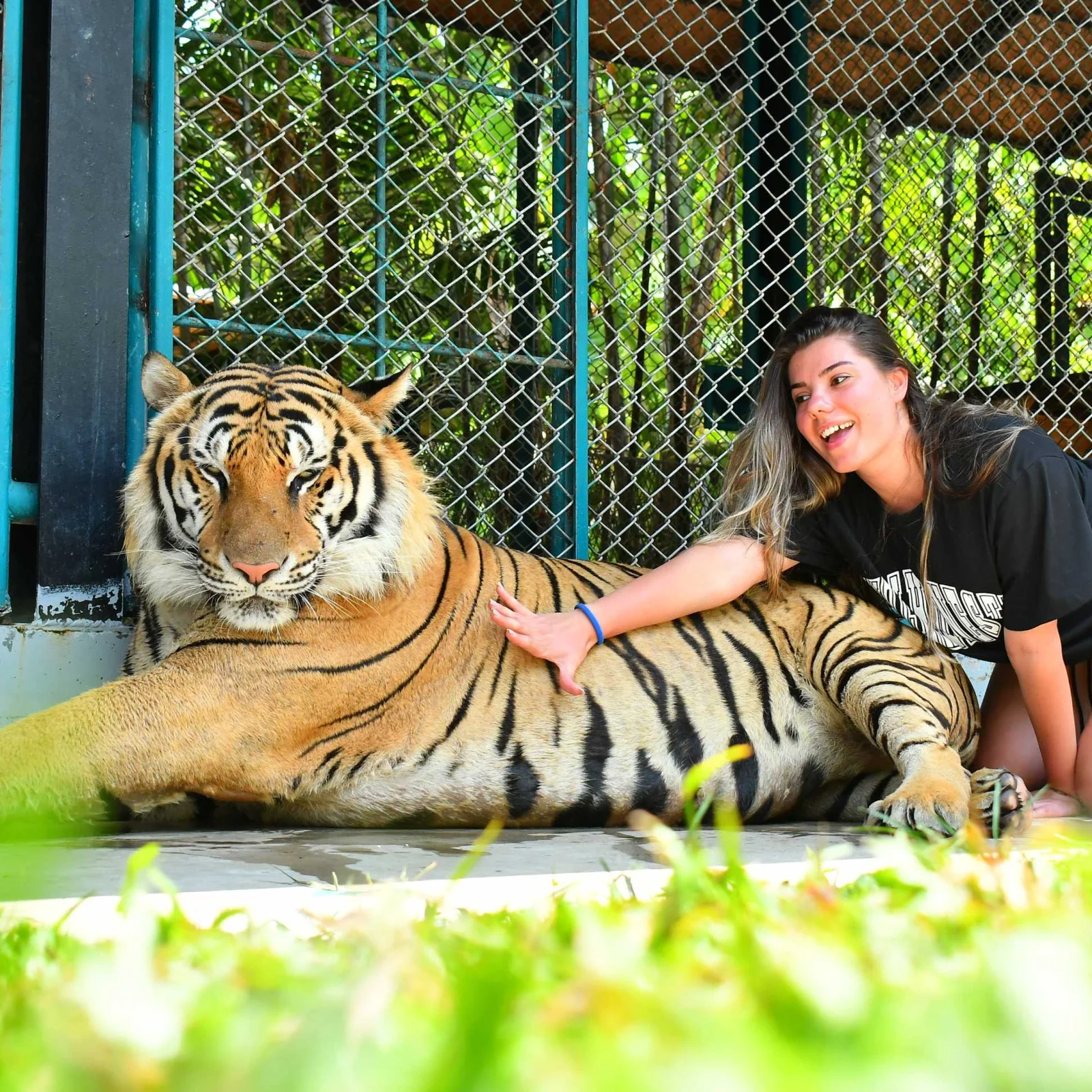 Majestic tiger up close at Tiger Park Phuket, a thrilling wildlife encounter in Thailand