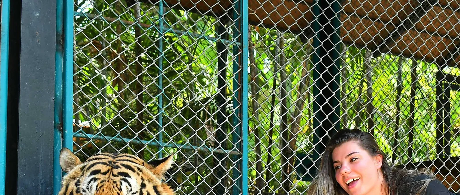 Majestic tiger up close at Tiger Park Phuket, a thrilling wildlife encounter in Thailand
