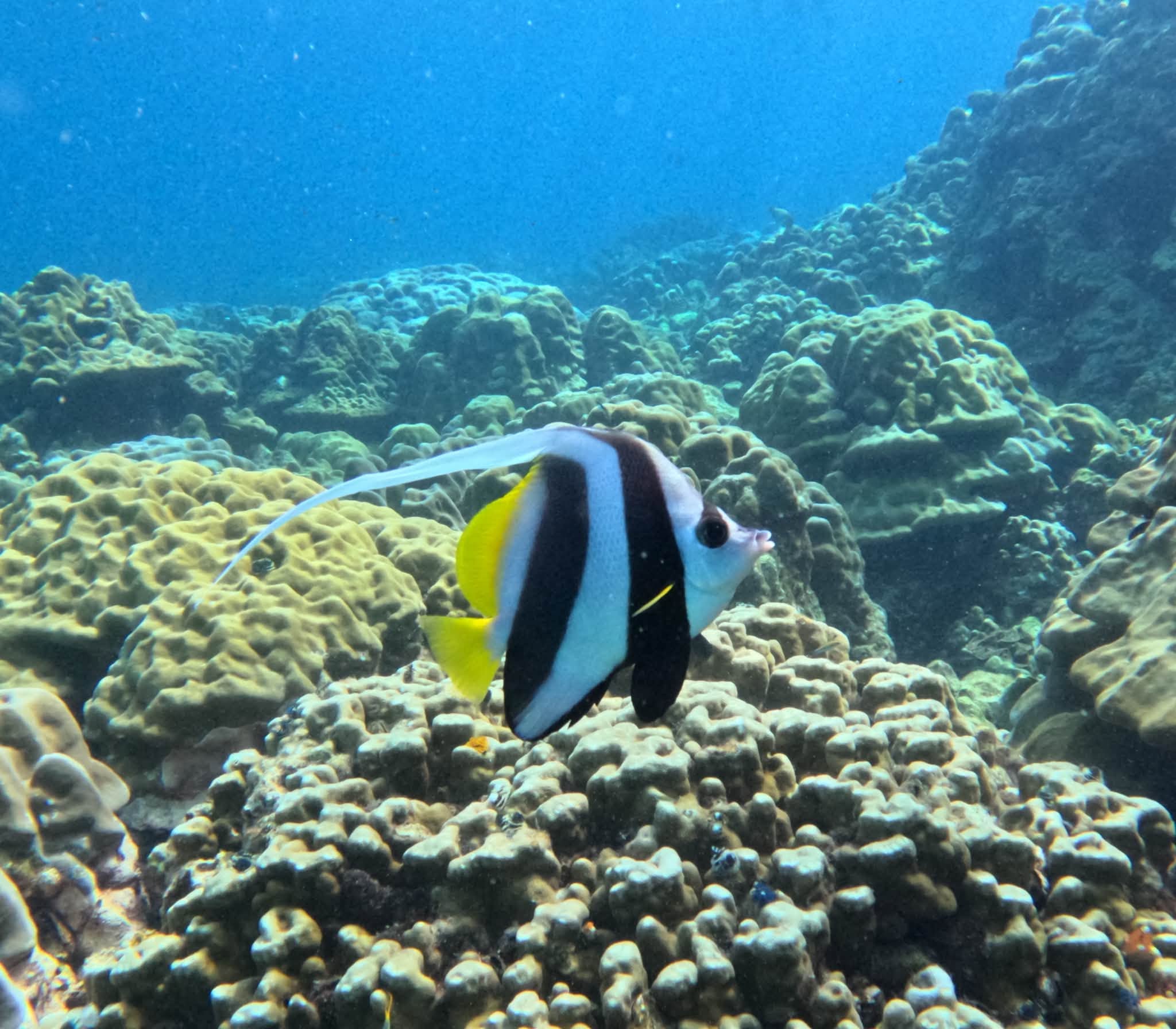 Koh Rok + Koh Ha Island Tour (By Speed Boat) + Lunch + SIC Transfer (Included National Park Fee)  — image 16