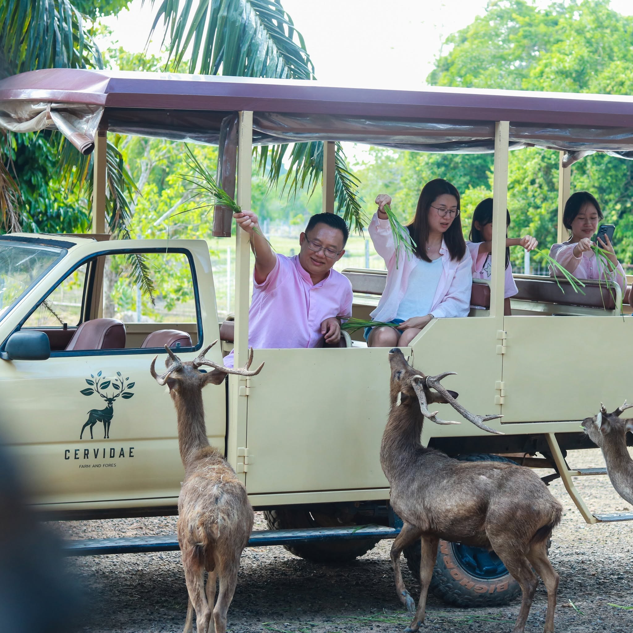 Cervidae Deer Farm (All-In Experience Farm tour + Food and Beverage) — image 23