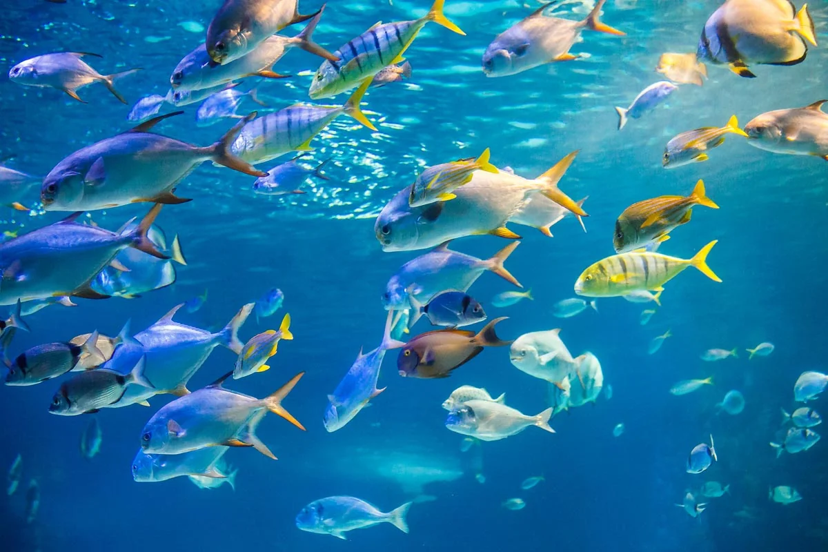 Scuba Diving - 2 Dives - (Racha Yai Island) - 1  Full Day Trip — image 28