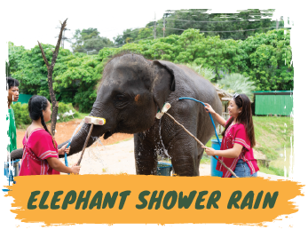 Elephant Sanctuary 1.30 hours - Feed & Shower + SIC Transfer - (Morning / Afternoon) — image 4