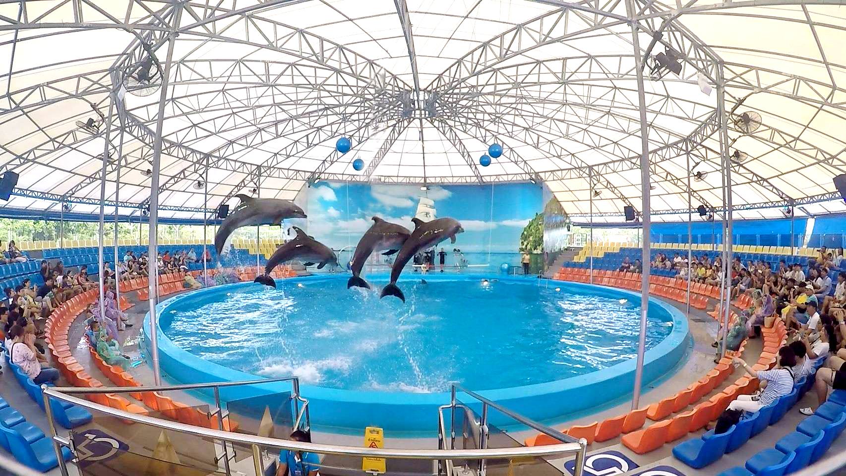 Swimming with dolphin - Free (Regular Seat) row E, F, G -  (No transfer) — image 15