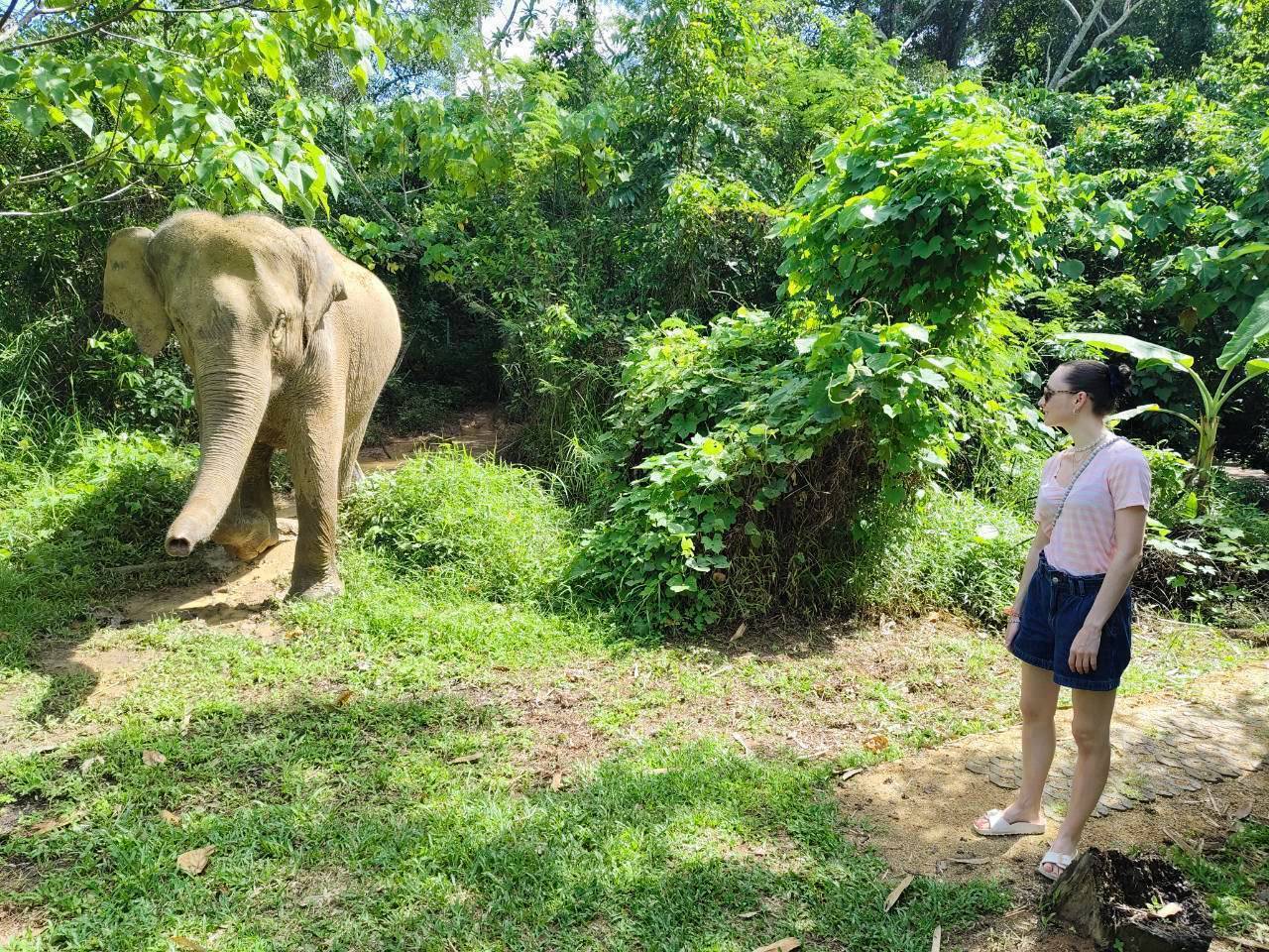 The Lake Phuket Elephant Home - FULLDAY Ethical Unforgettable Experience (Program B)  — image 20