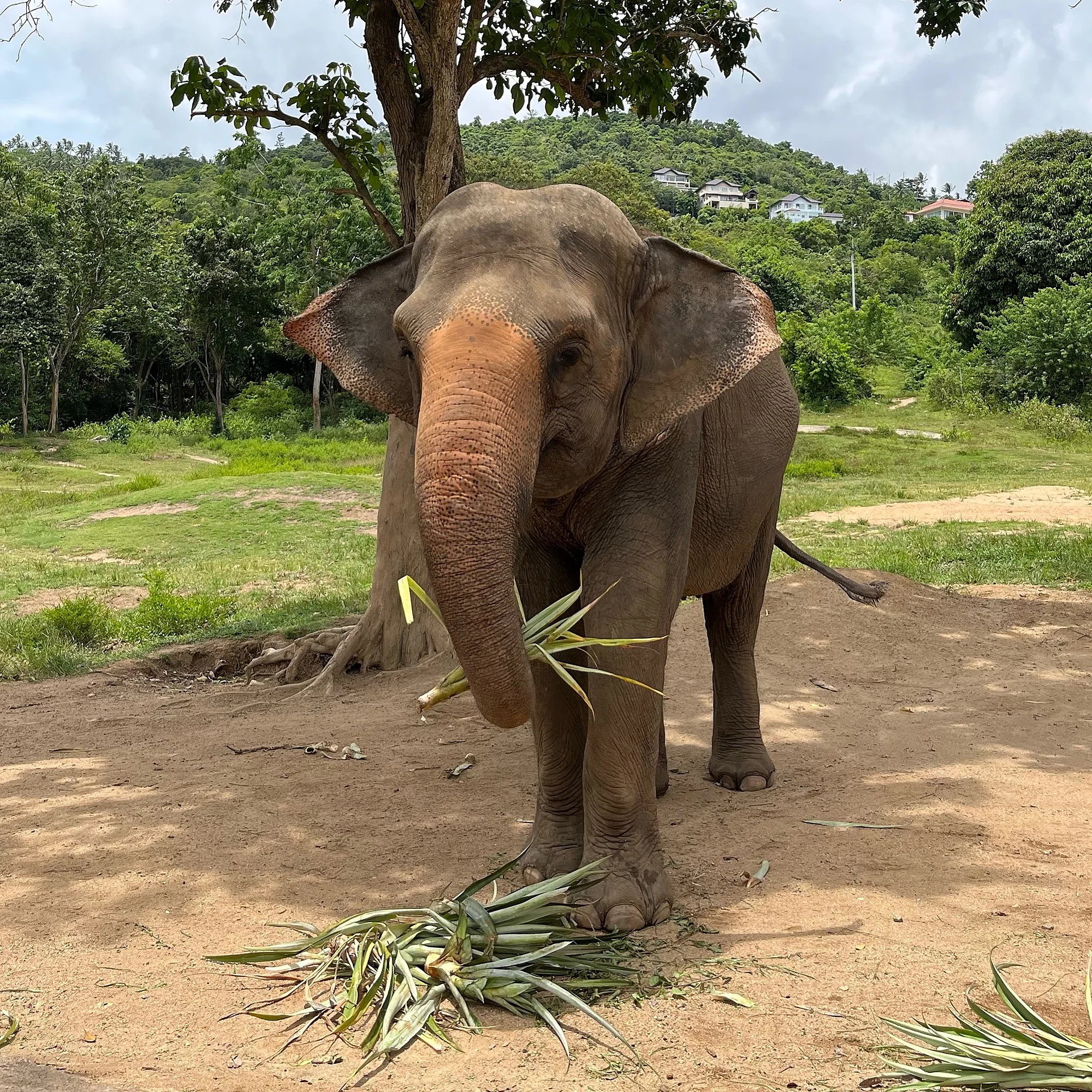 Samui Elephant Sanctuary + Transfer  — image 6