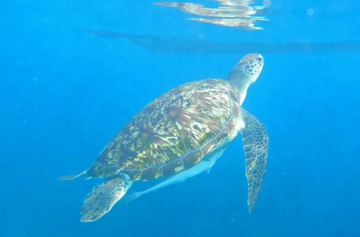 Similan Island (Speed Cantamaran) + Lunch + (National Park Fee) + SIC Transfer  — image 8