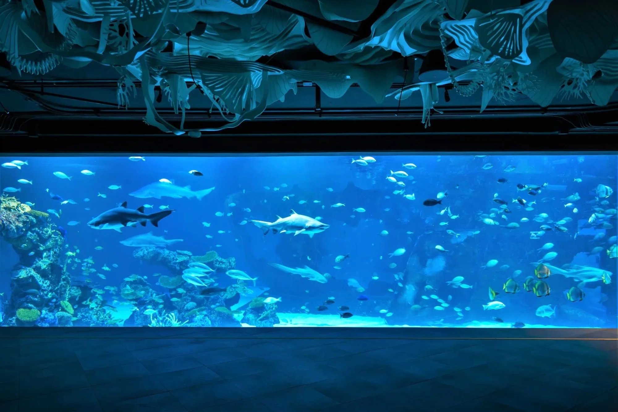 Aquaria Phuket (Underwater) + MAYA Media Art Museum Combo - (Indian Market : Nepali, Bangladeshi, Pakistani, Indian, Sri Lankan) — image 4
