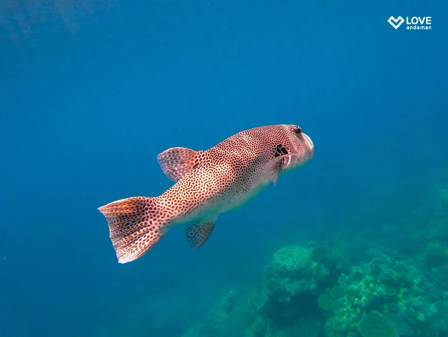 Surin Island (Speed Cantamaran) + Lunch + (National Park Fee) + SIC Transfer — image 8