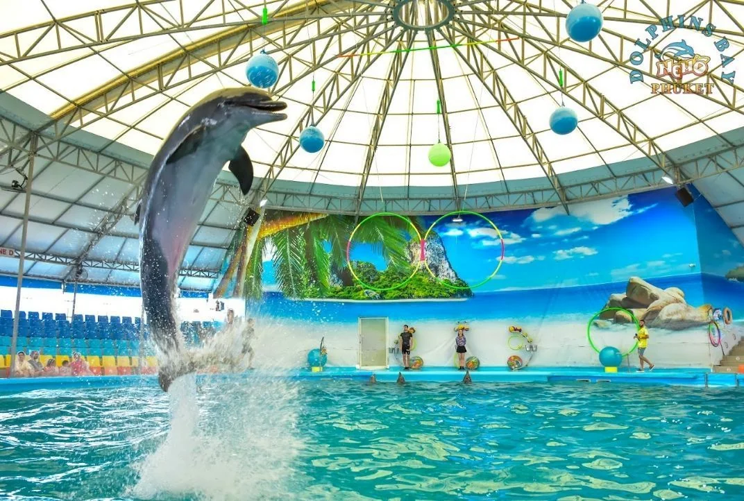 Dolphin (VVIP Seat) row A - (No transfer) — image 12