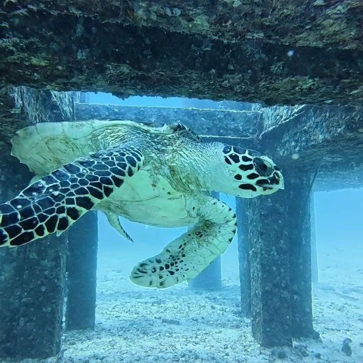 Scuba Diving - 3 Dives - (King Cruiser, Shark Point & Koh Dok Mai) - 1  Full Day Trip — image 22