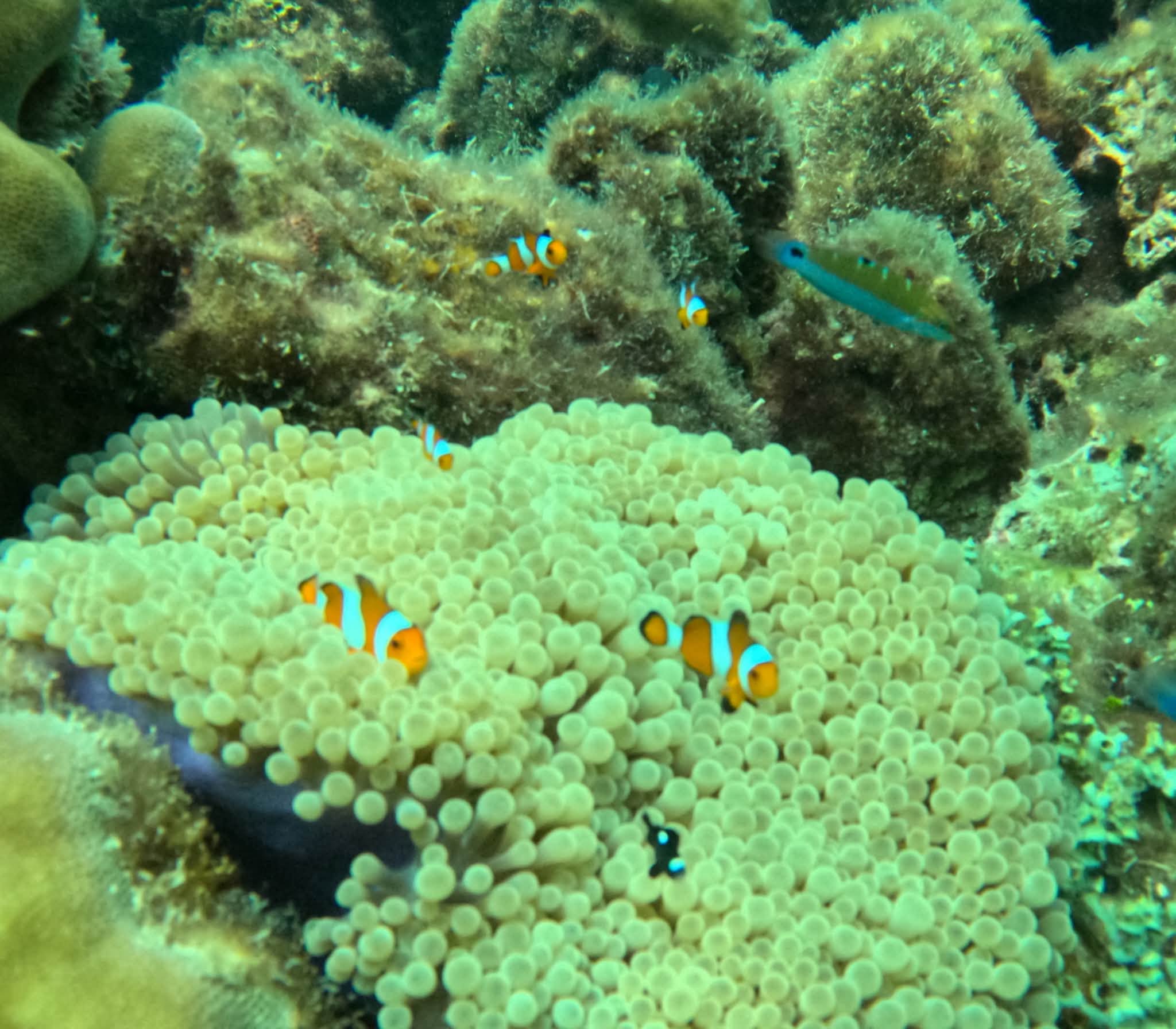 Koh Rok + Koh Ha Island Tour (By Speed Boat) + Lunch + SIC Transfer (Included National Park Fee)  — image 17