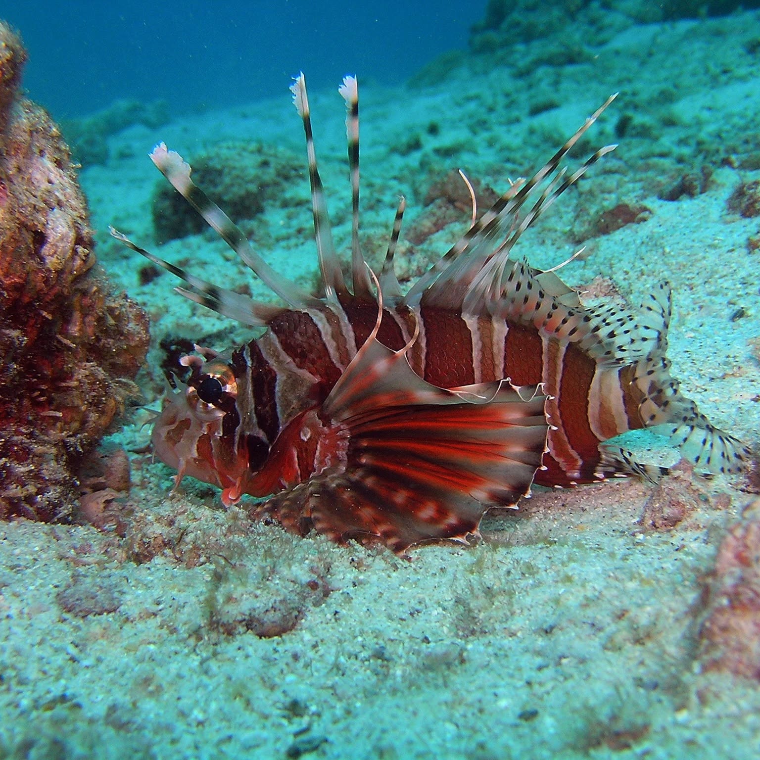 Scuba Diving (Racha Yai Island) - 1  Full Day Trip (For Non Diver) — image 12