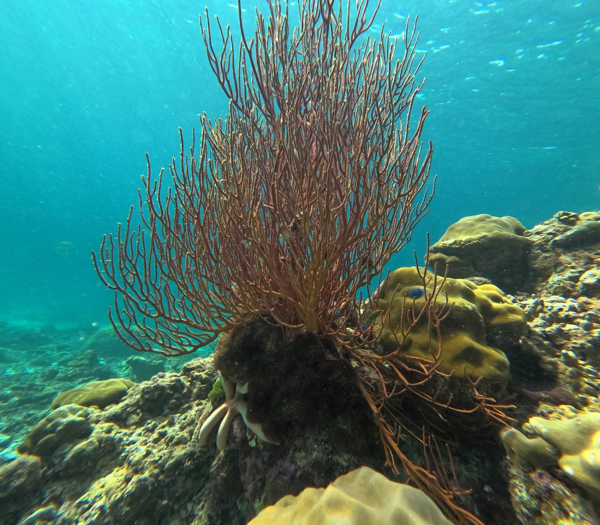 Koh Rok + Koh Ha Island Tour (By Speed Boat) + Lunch + SIC Transfer (Included National Park Fee)  — image 19