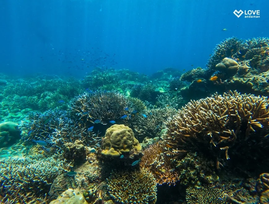 Surin Island (Speed Cantamaran) + Lunch + (National Park Fee) + SIC Transfer — image 7