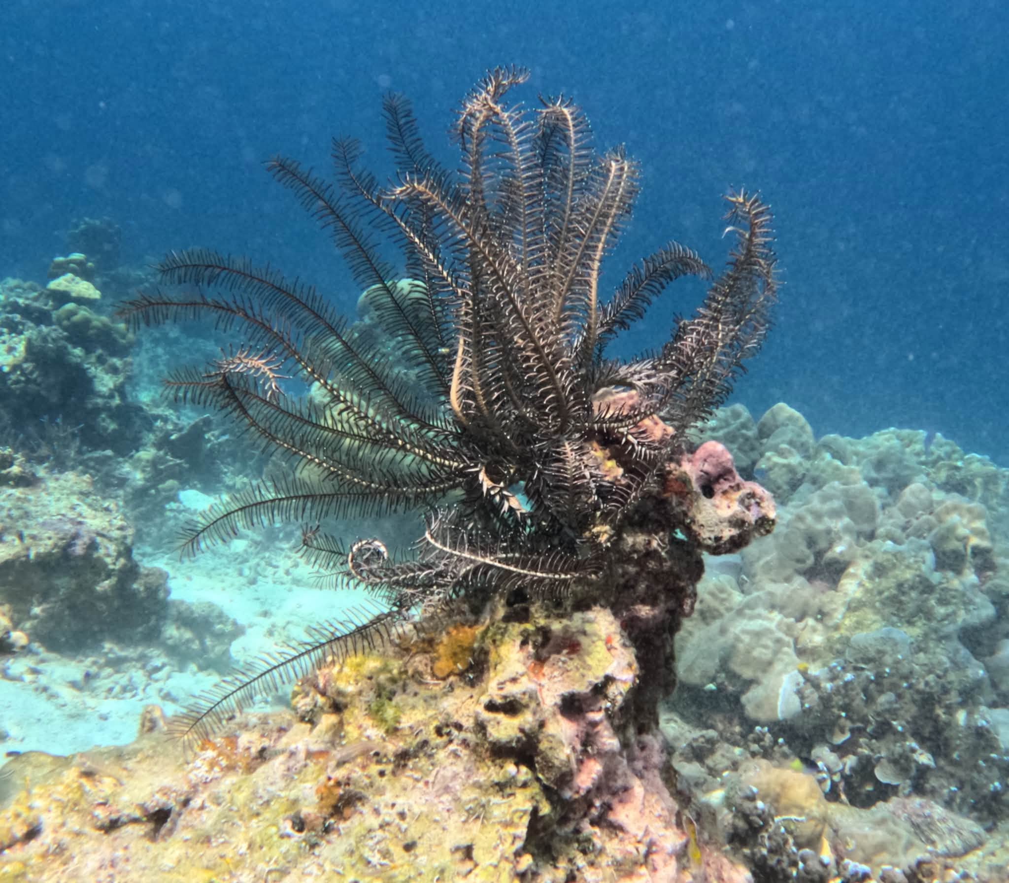 Koh Rok + Koh Ha Island Tour (By Speed Boat) + Lunch + SIC Transfer (Included National Park Fee)  — image 20