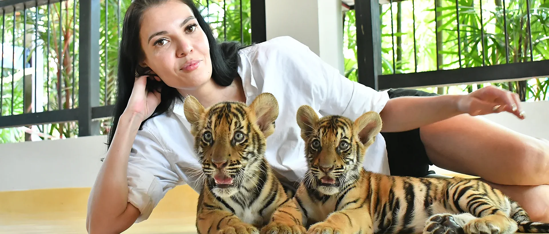 Tiger up close at Tiger Park Phuket, smallest tiger ticket experience with no transfer included