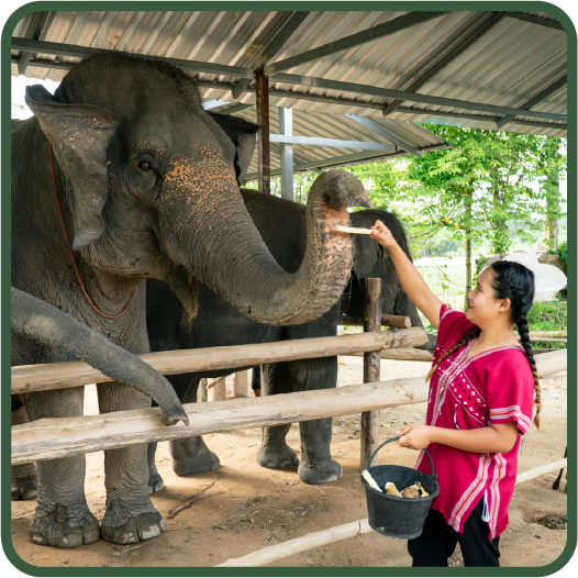 Elephant Sanctuary 3 Hrs. + Lunch + Not incl. Transfer - (Morning / Afternoon) — image 2