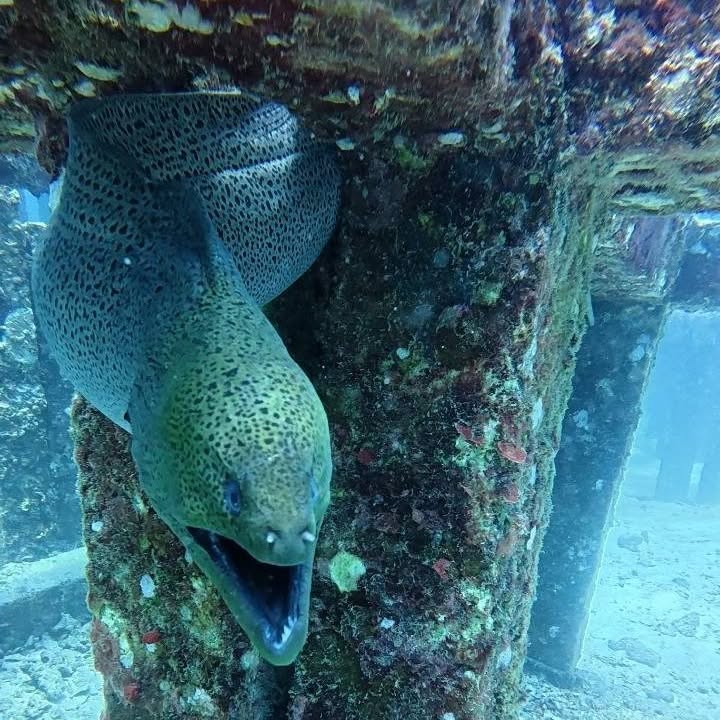 Scuba Diving - (King Cruiser, Shark Point & Koh Dok Mai) - 1  Full Day Trip (Non Diver) — image 24
