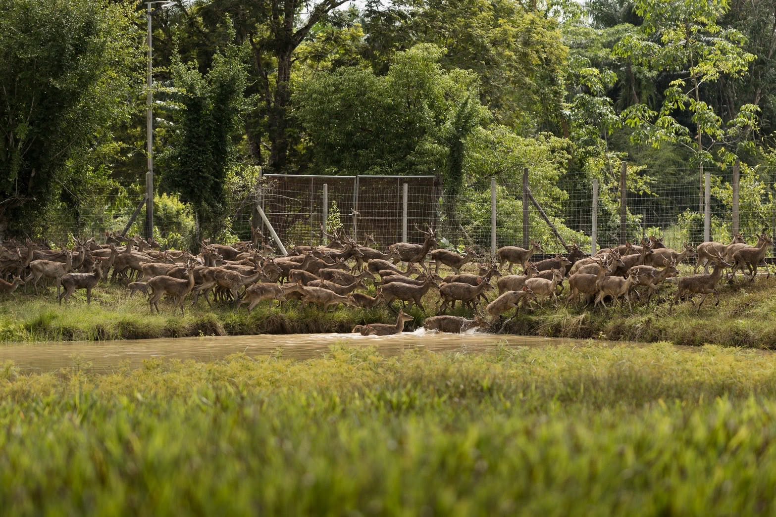 Cervidae Deer Farm (All-In Experience Farm tour + Food and Beverage) — image 3