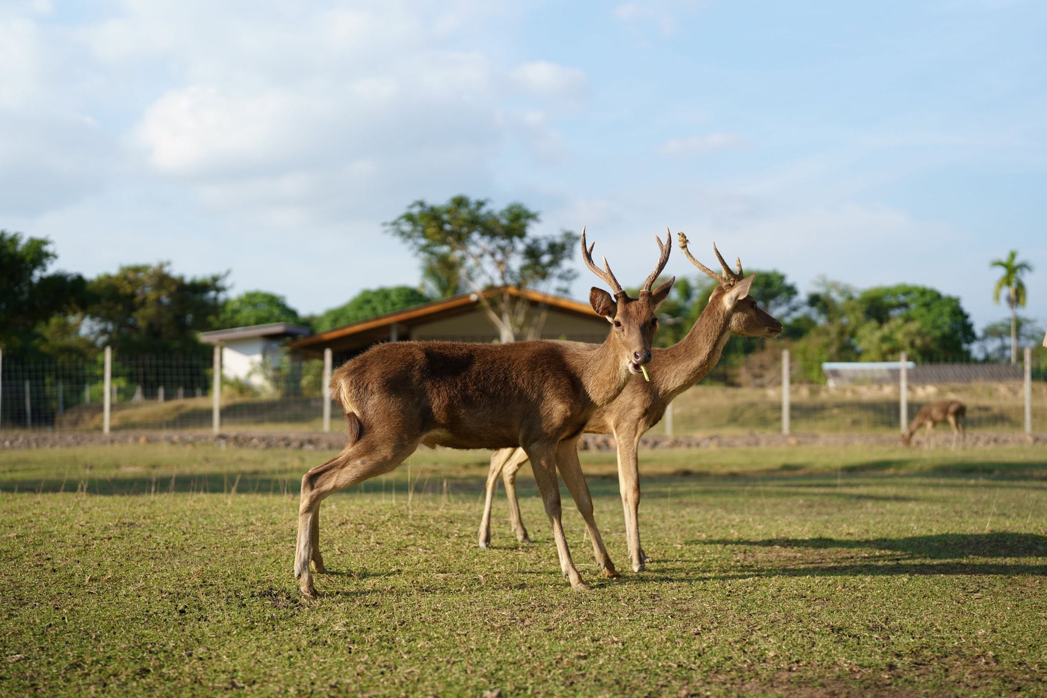 Cervidae Deer Farm (All-In Experience Farm tour + Food and Beverage) — image 6