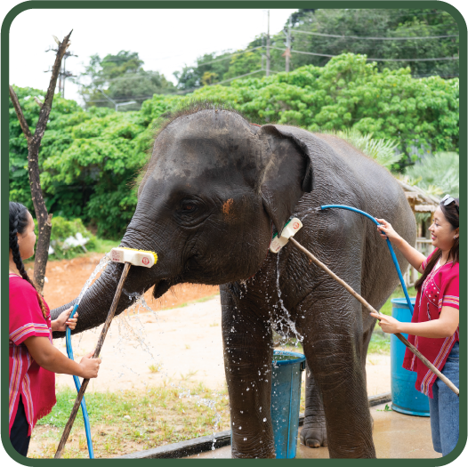 Elephant Sanctuary 3 Hrs. + Lunch + SIC Transfer - (Morning / Afternoon) — image 5
