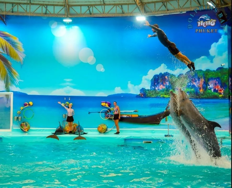 Swimming with dolphin - Free (Regular Seat) row E, F, G -  (No transfer) — image 13