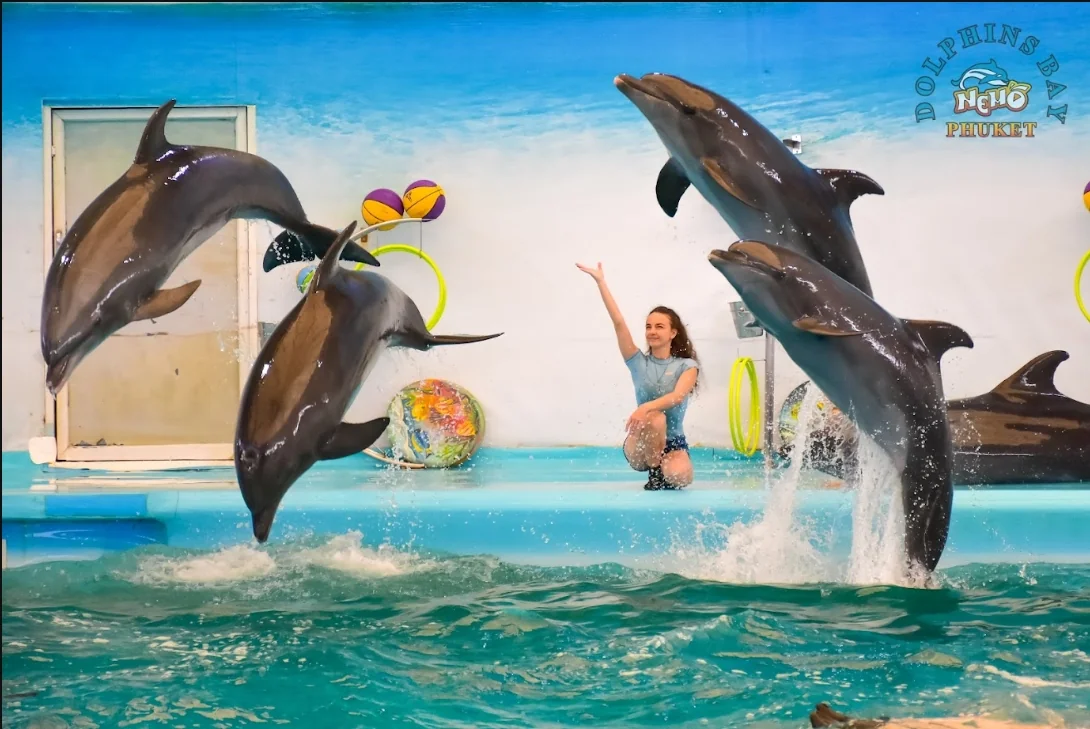 Swimming with dolphin - Free (Regular Seat) row E, F, G -  (No transfer) — image 2