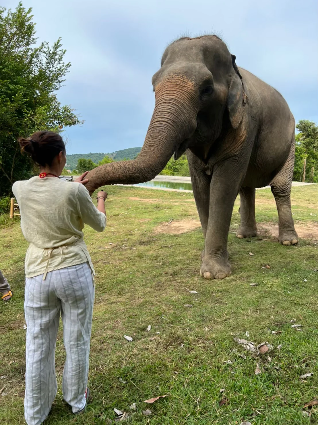 Samui Elephant Sanctuary + Transfer  — image 9