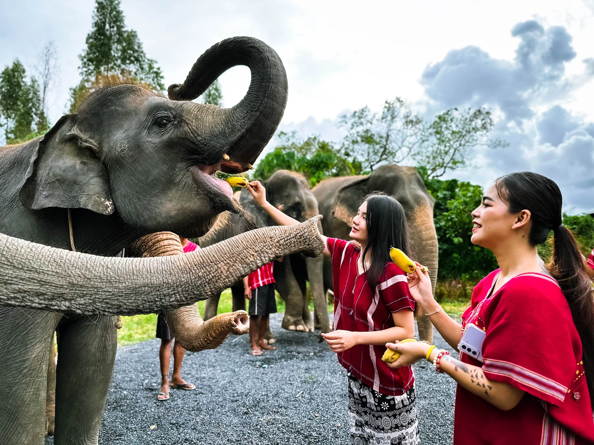 Elephant Sanctuary 1.30 hours- Feed & Shower (No Transfer) - (Morning / Afternoon)