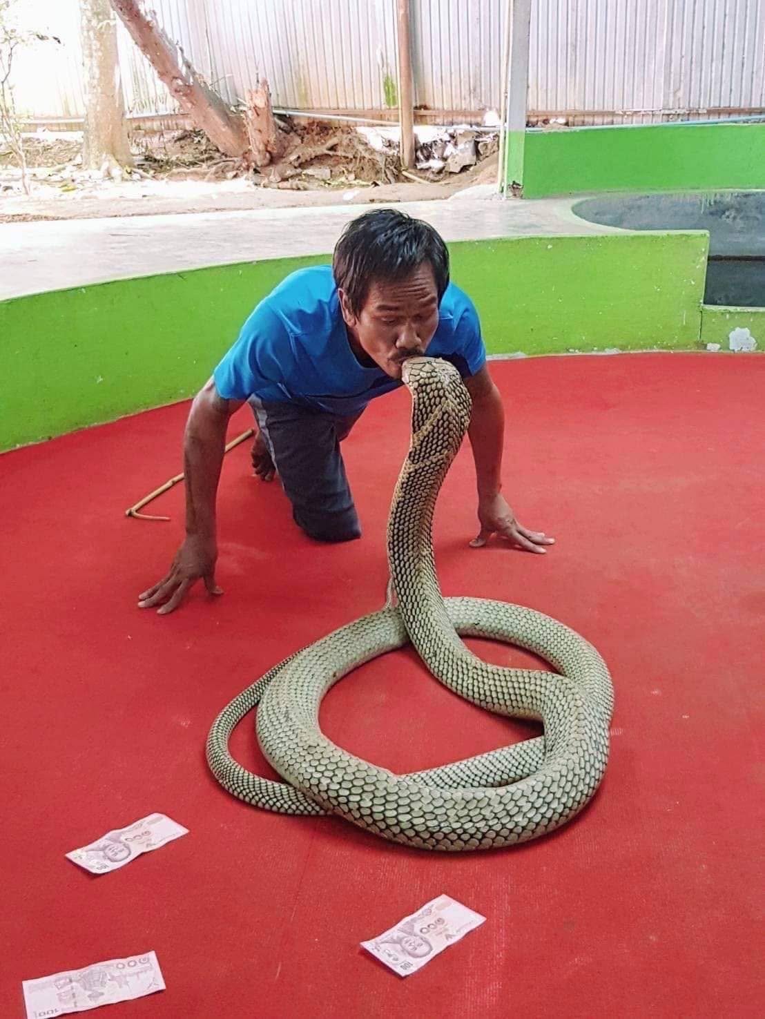 Snake handler performing with a cobra at the Phuket Snake Show