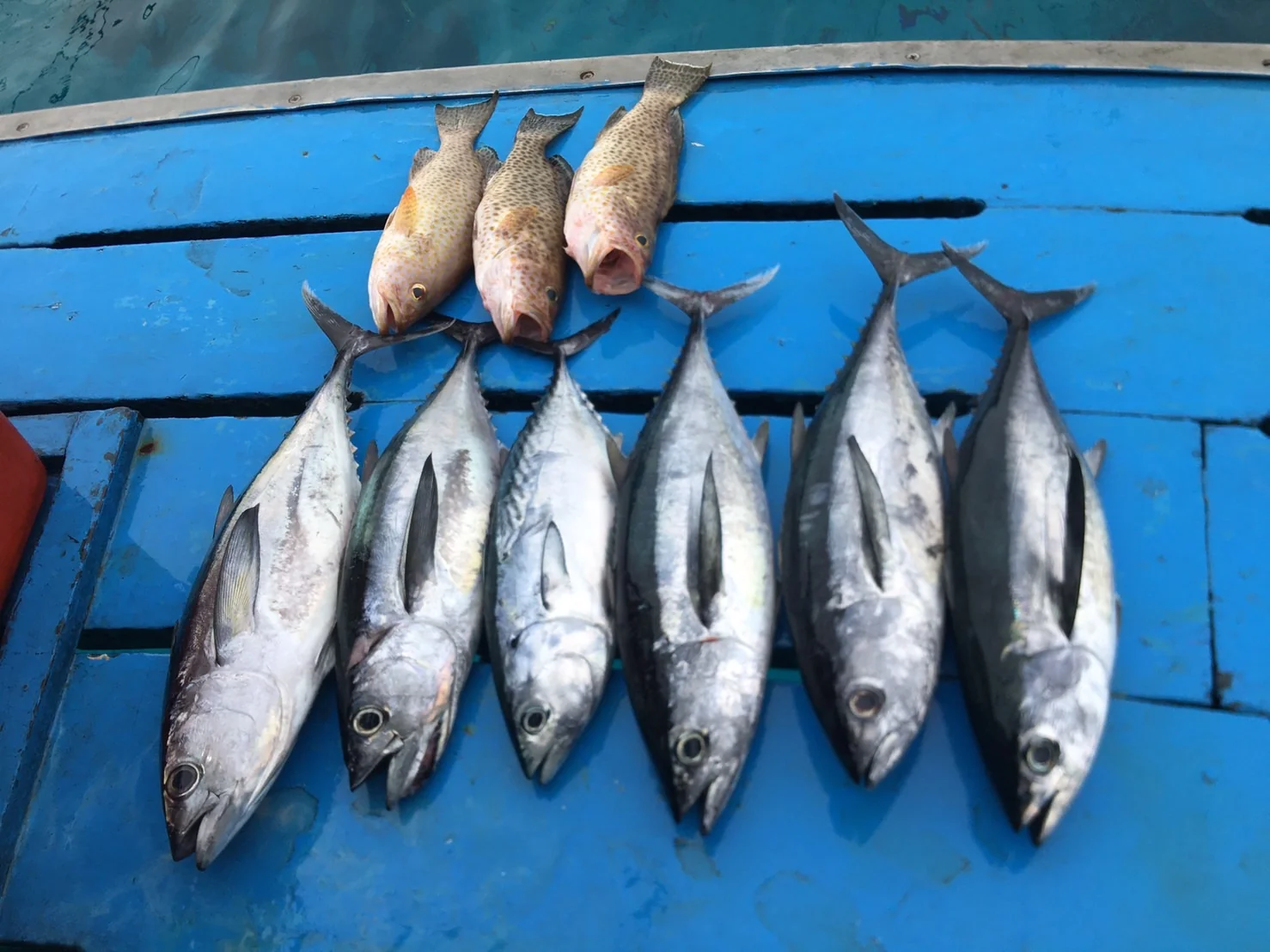 Full Day Big Game Fishing (Trolling & Spinning) + Lunch board + Transfer — image 40