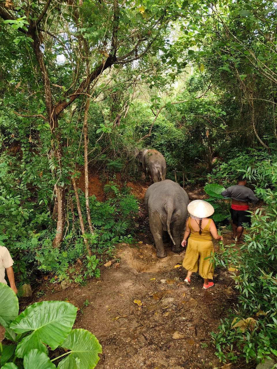 The Lake Phuket Elephant Home - FULLDAY Ethical Unforgettable Experience (Program B)  — image 12