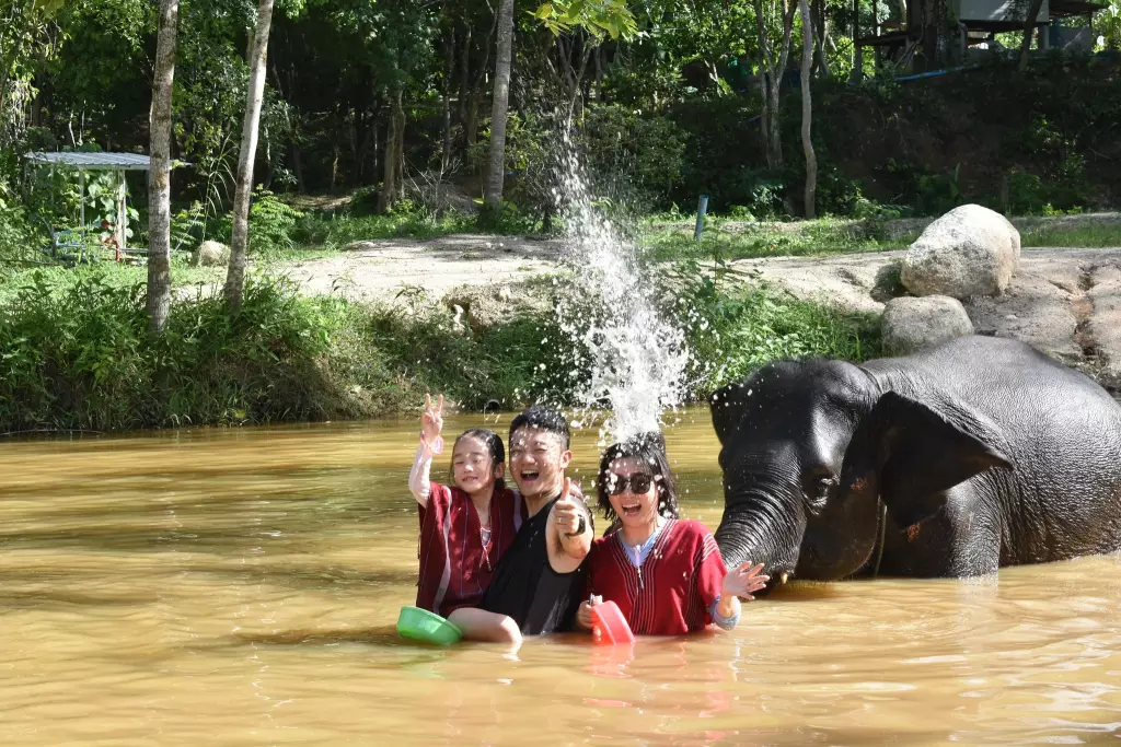 Elephant Sanctuary 3 Hrs. + Lunch + Not incl. Transfer - (Morning / Afternoon) — image 8
