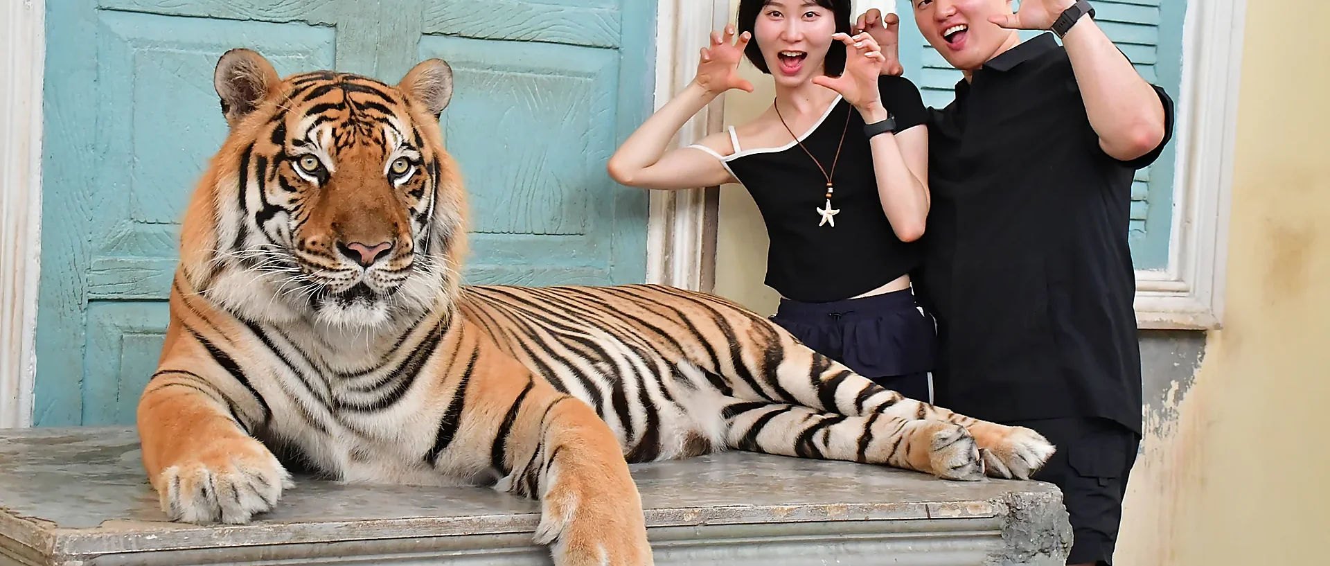 Giant tiger at a wildlife attraction in Phuket