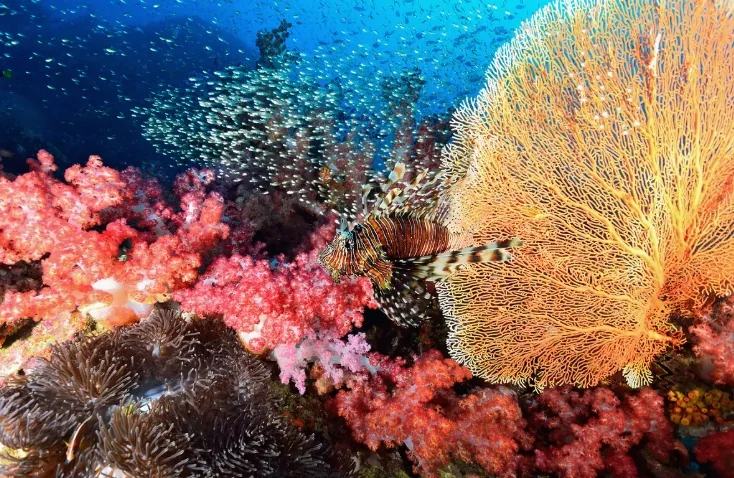 Similan Island (Speed Cantamaran) + Lunch + (National Park Fee) + SIC Transfer  — image 13