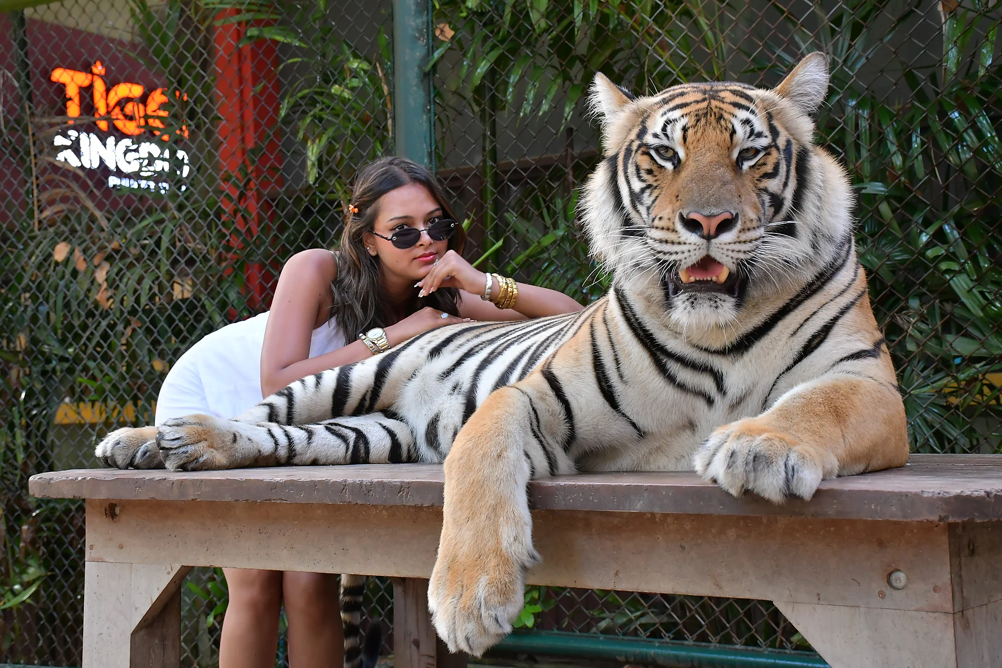Medium-sized tiger resting at Tiger Kingdom Phuket