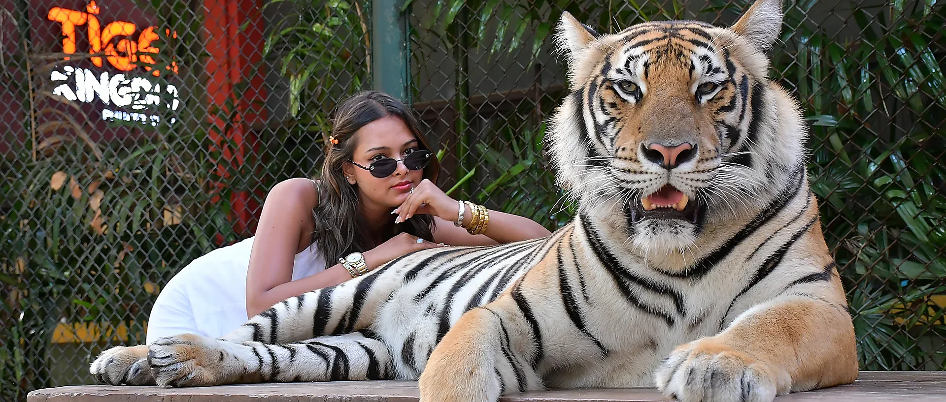 Medium-sized tiger resting at Tiger Kingdom Phuket