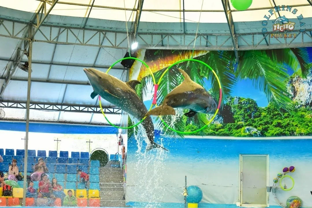 Swimming with dolphin - Free (Regular Seat) row E, F, G -  (No transfer) — image 14