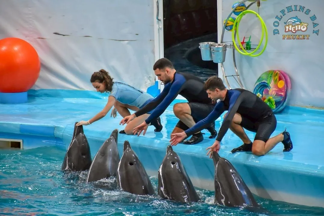 Dolphin (VVIP Seat) row A - (No transfer) — image 26