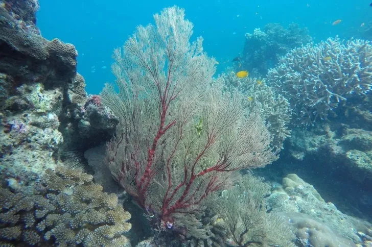 Surin Island (Speed Cantamaran) + Lunch + (National Park Fee) + SIC Transfer — image 17