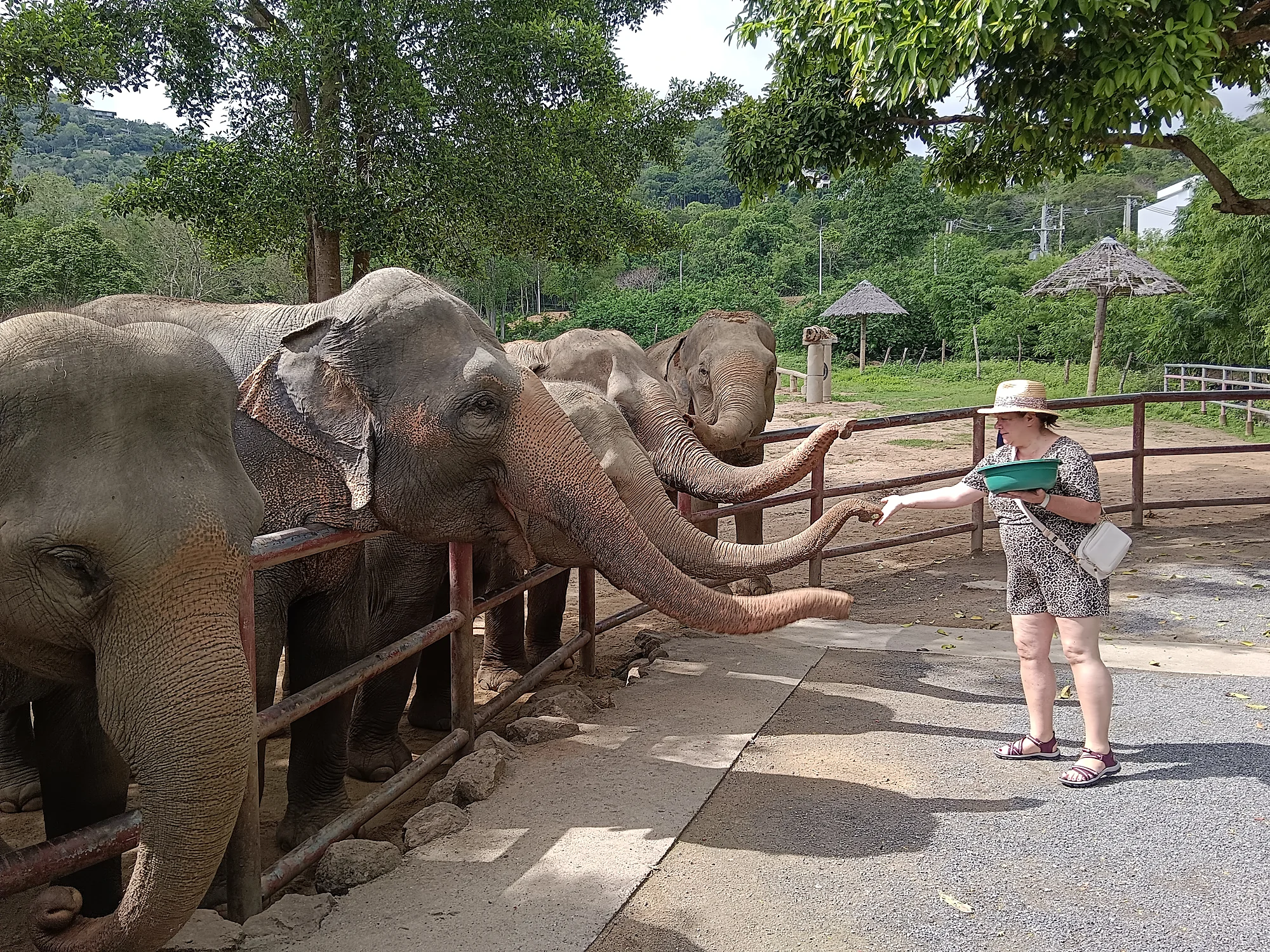 Samui Elephant Sanctuary + Transfer  — image 5