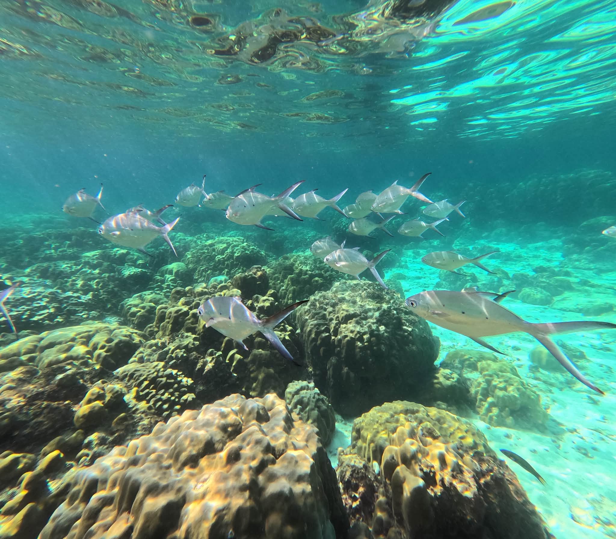 Koh Rok + Koh Ha Island Tour (By Speed Boat) + Lunch + SIC Transfer (Included National Park Fee)  — image 14