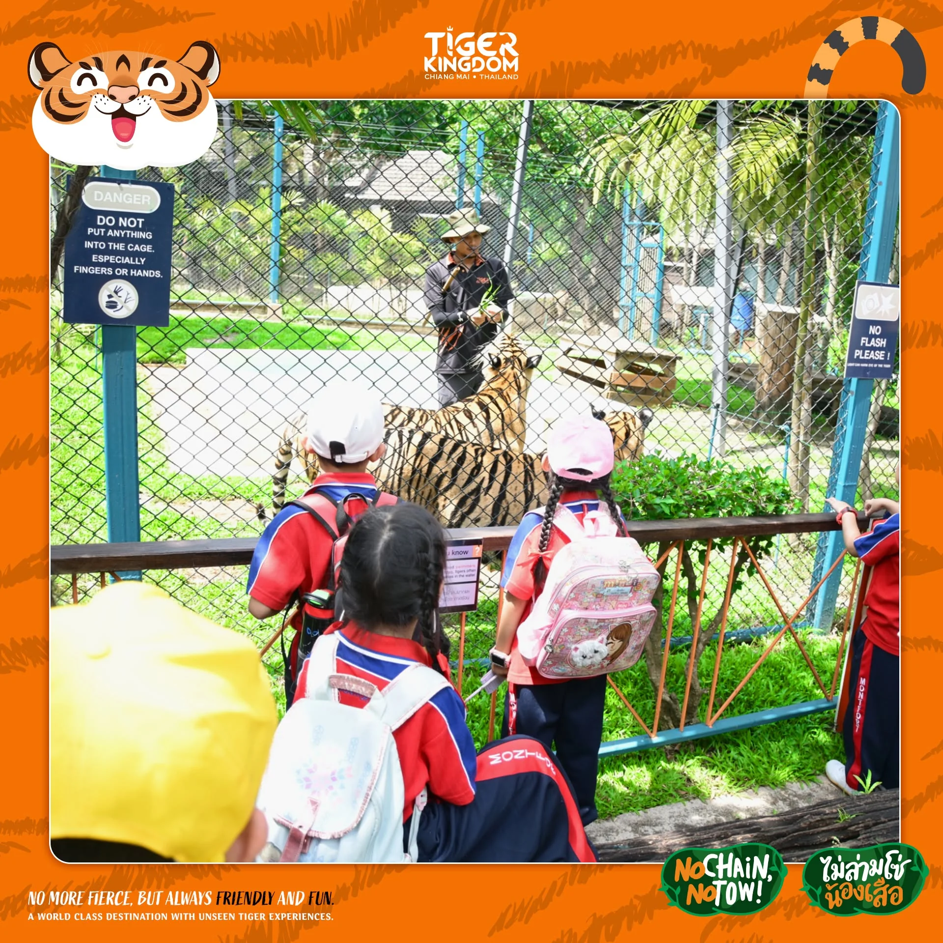 Visitors viewing tigers from outside their enclosures on a walk-around tour in Phuket