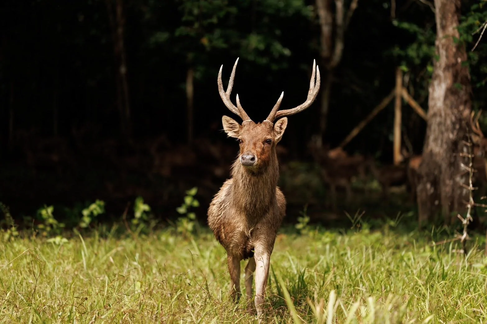Deer roaming freely at Cervidae Deer Farm in Trang, a popular wildlife attraction in southern Thailand