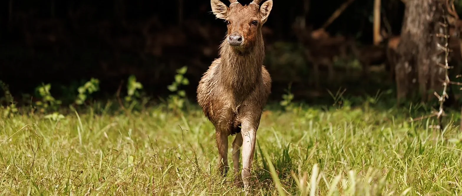Deer roaming freely at Cervidae Deer Farm in Trang, a popular wildlife attraction in southern Thailand